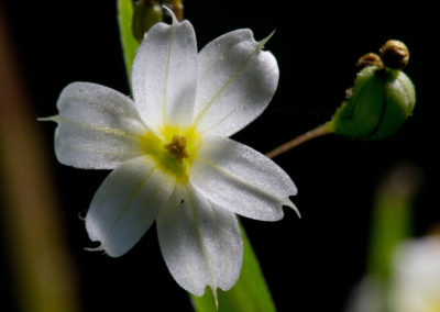White Irisette, Endangered Species. Blue Ridge Escarpment